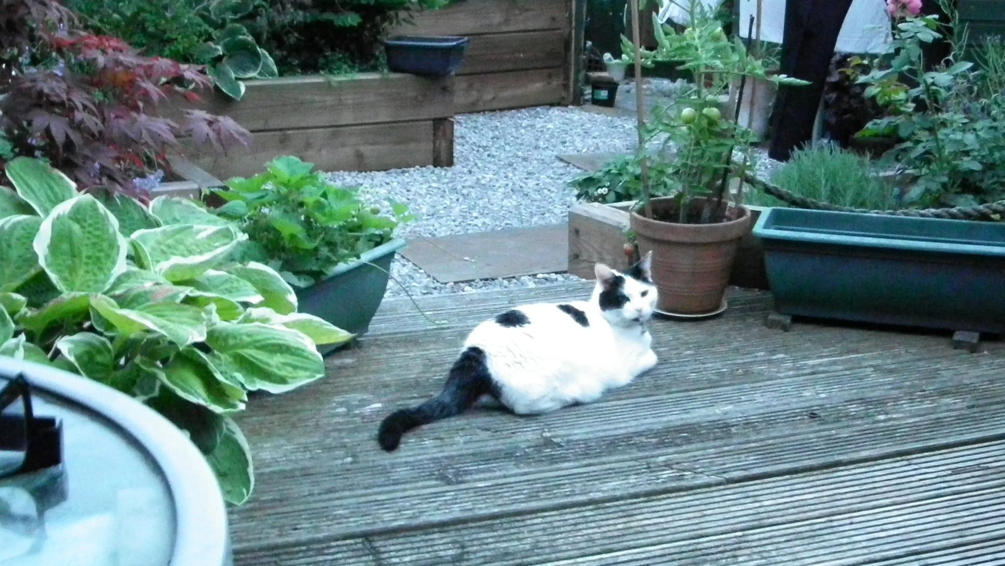 Marshall enjoying the evening 27 july